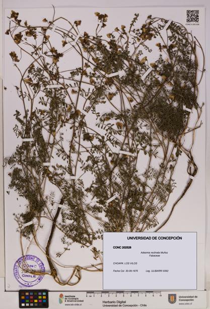 Adesmia reclinata [Espécimen: UDEC:CONC:0202528]