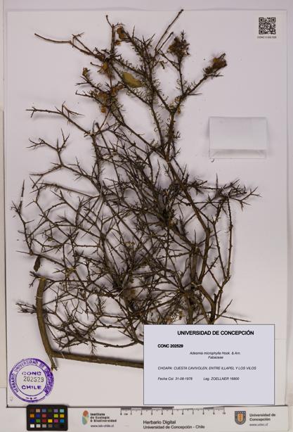 Adesmia microphylla [Espécimen: UDEC:CONC:0202529]