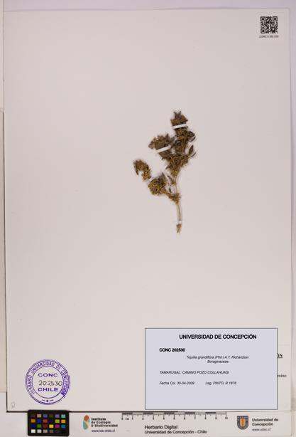 Tiquilia grandiflora [Espécimen: UDEC:CONC:0202530]