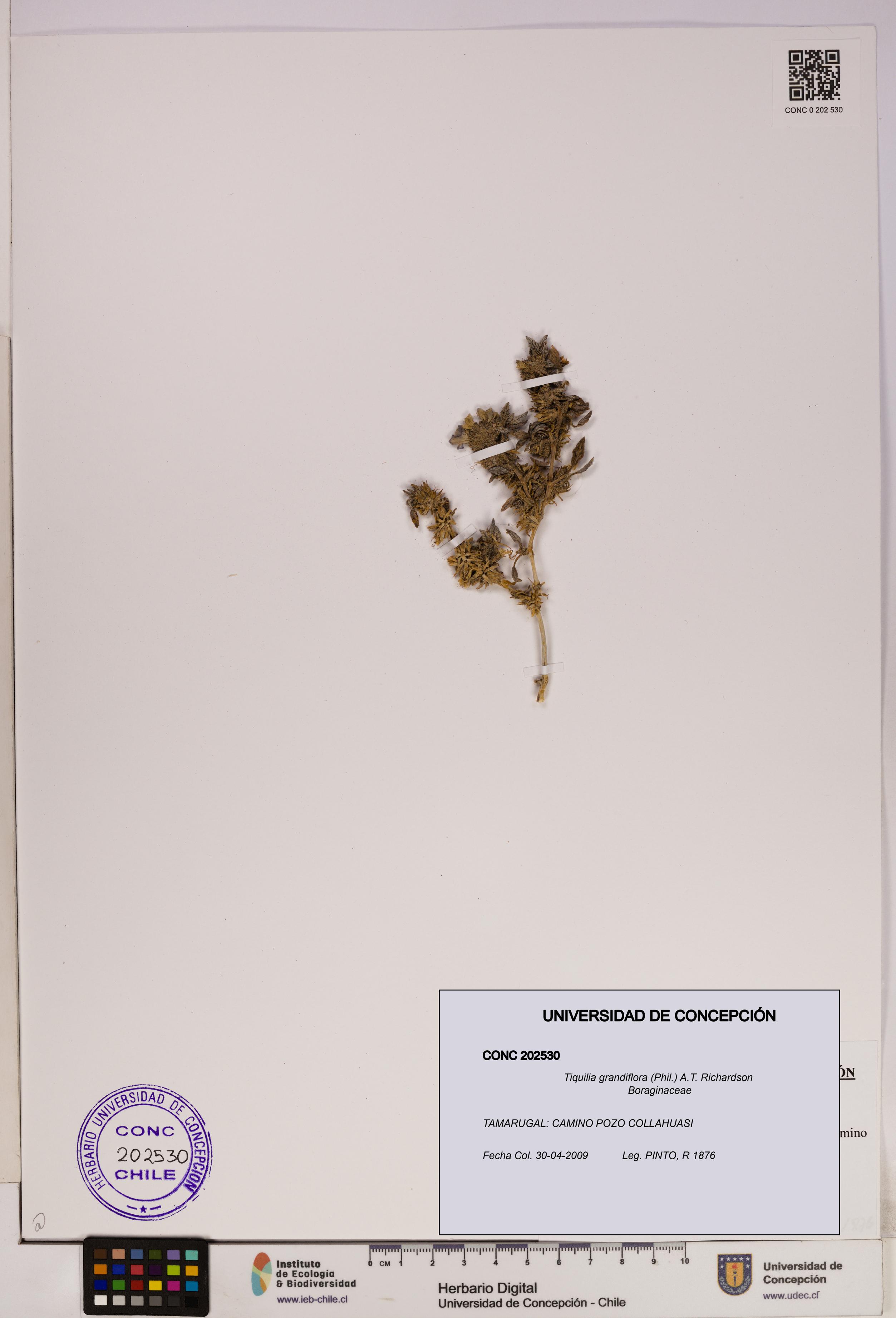 Tiquilia grandiflora [Espécimen: UDEC:CONC:0202530]