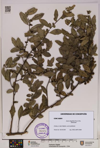 Azara integrifolia [Espécimen: UDEC:CONC:0202531]