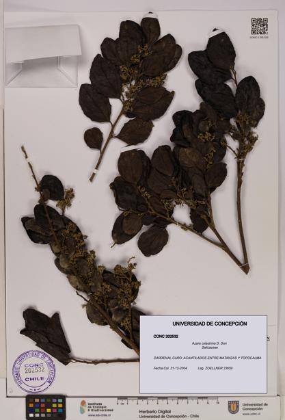 Azara celastrina [Espécimen: UDEC:CONC:0202532]