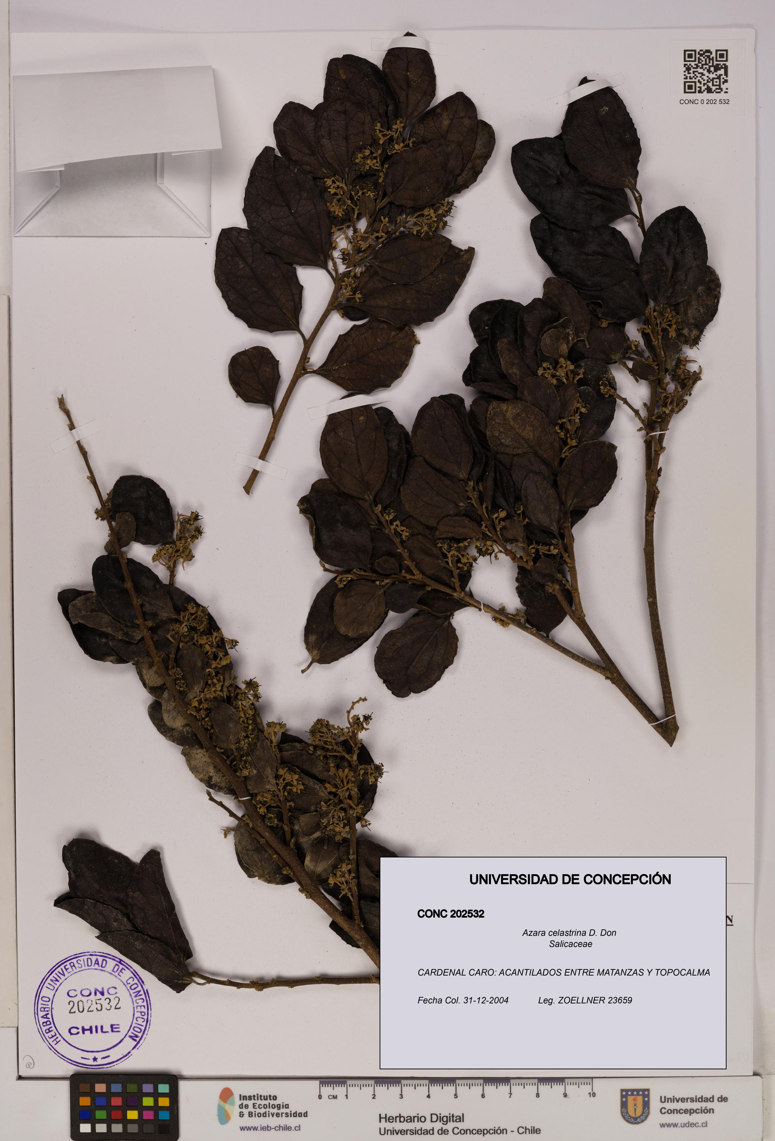 Azara celastrina [Espécimen: UDEC:CONC:0202532]