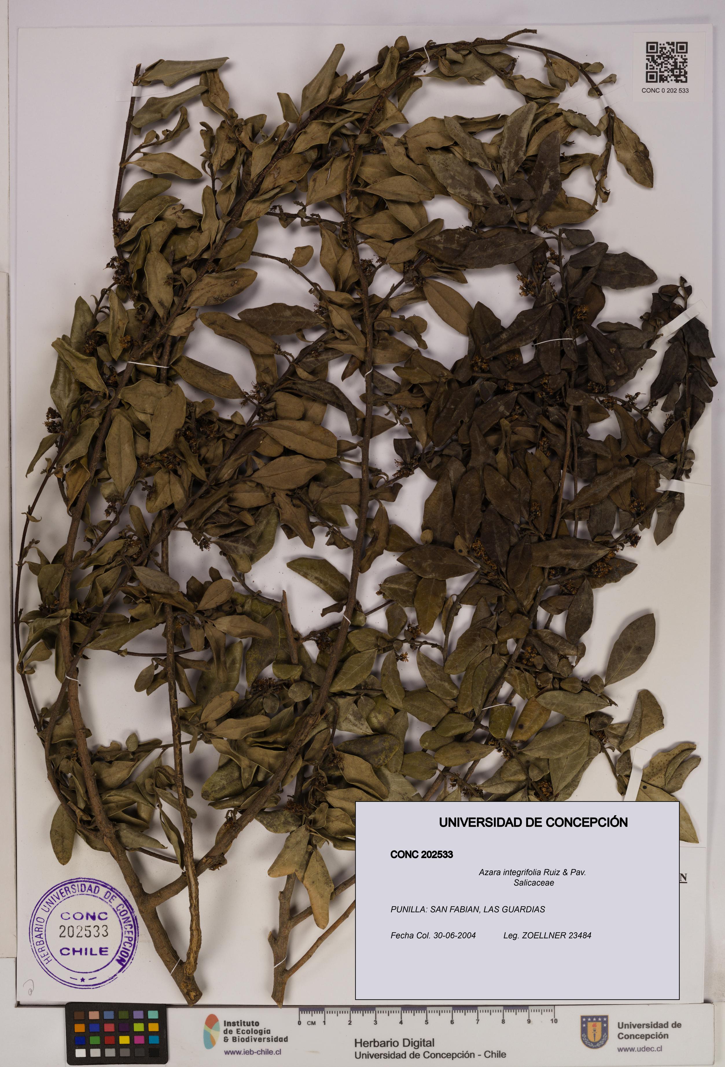 Azara integrifolia [Espécimen: UDEC:CONC:0202533]