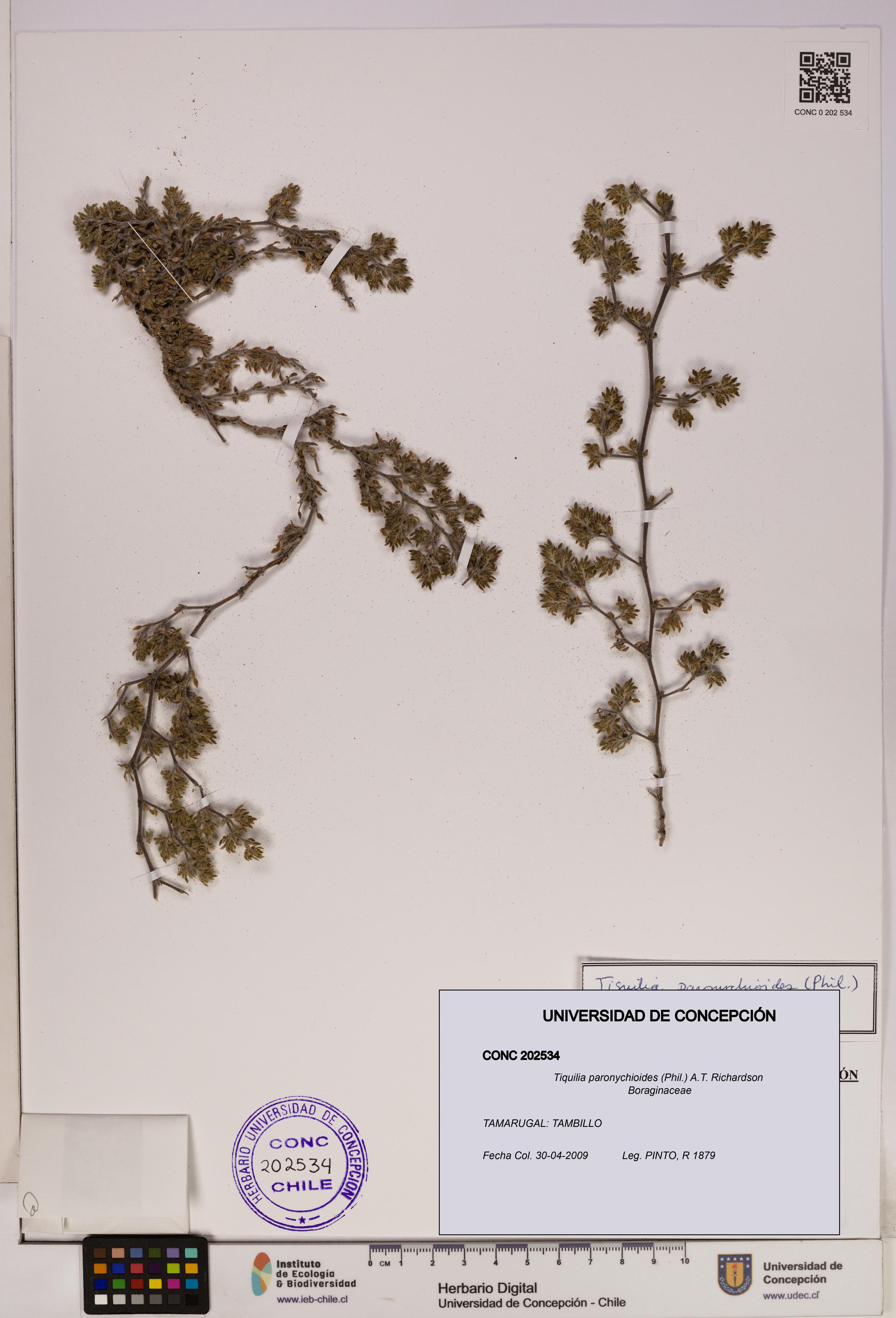 Tiquilia paronychioides [Espécimen: UDEC:CONC:0202534]