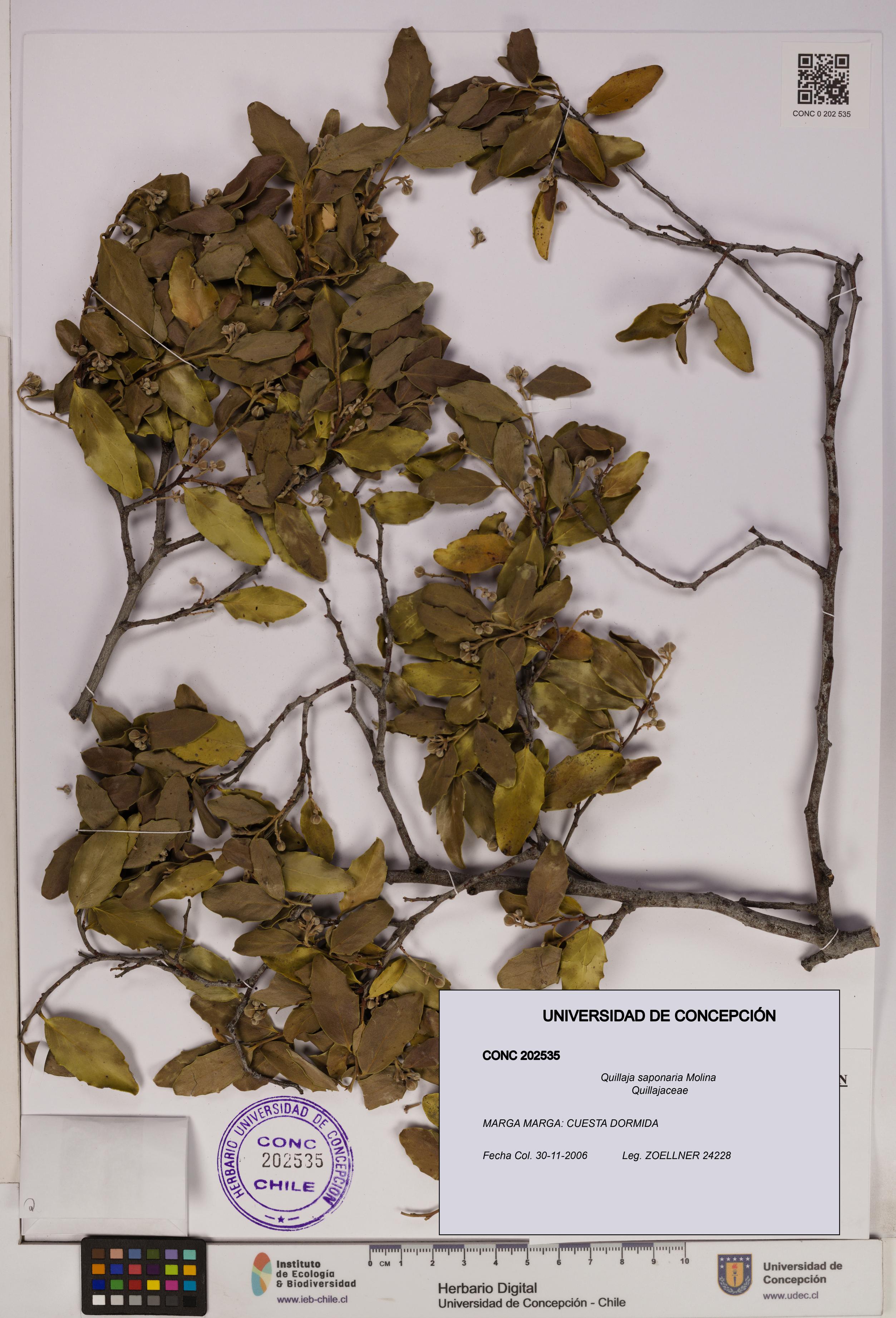 Quillaja saponaria [Espécimen: UDEC:CONC:0202535]