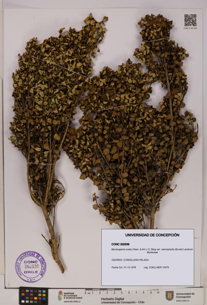 Myrceugenia ovata [Espécimen: UDEC:CONC:0202536]