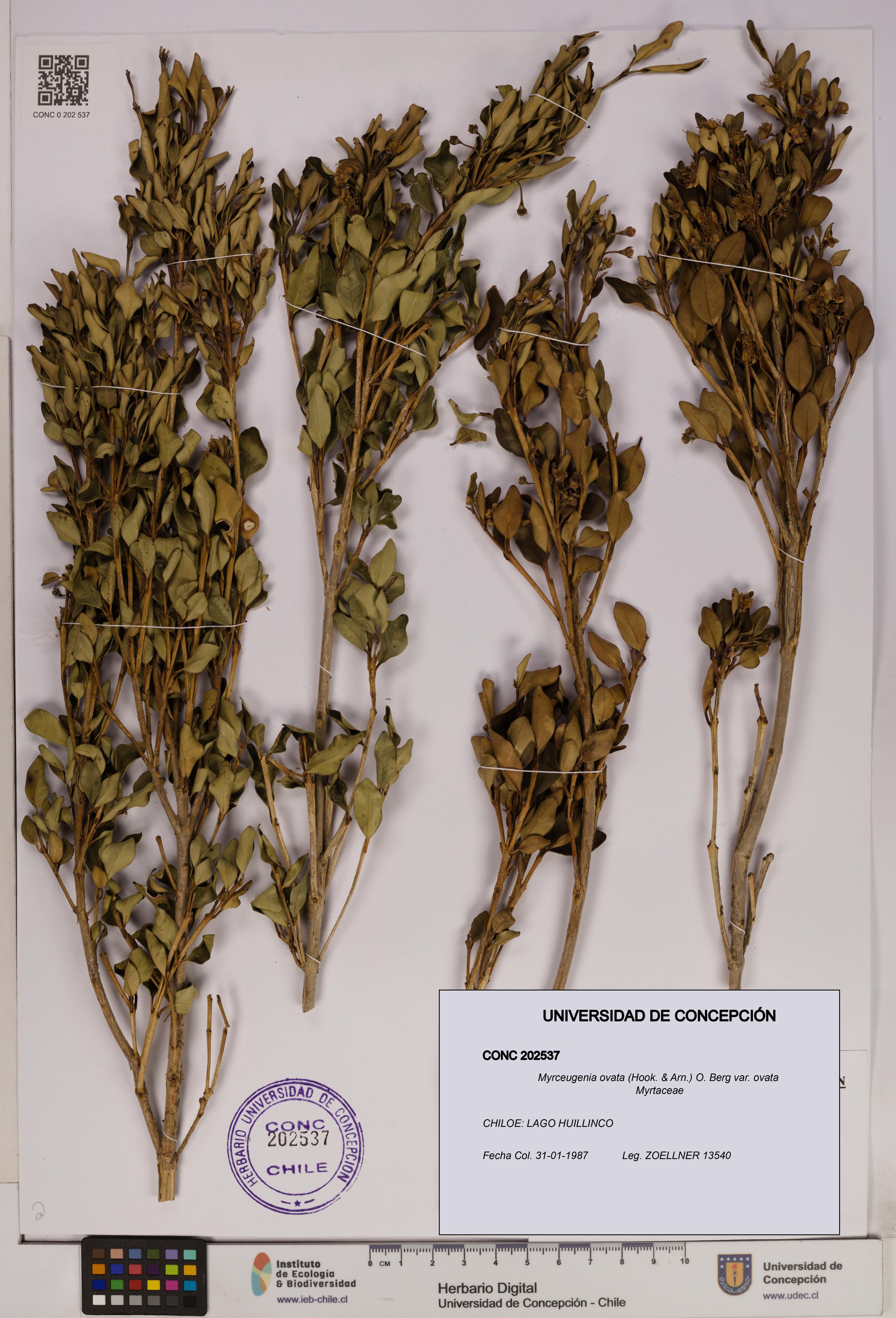 Myrceugenia ovata [Espécimen: UDEC:CONC:0202537]