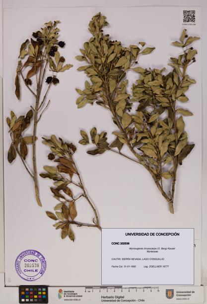 Myrceugenia chrysocarpa [Espécimen: UDEC:CONC:0202538]