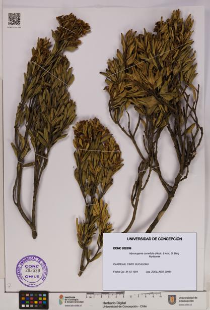 Myrceugenia correifolia [Espécimen: UDEC:CONC:0202539]