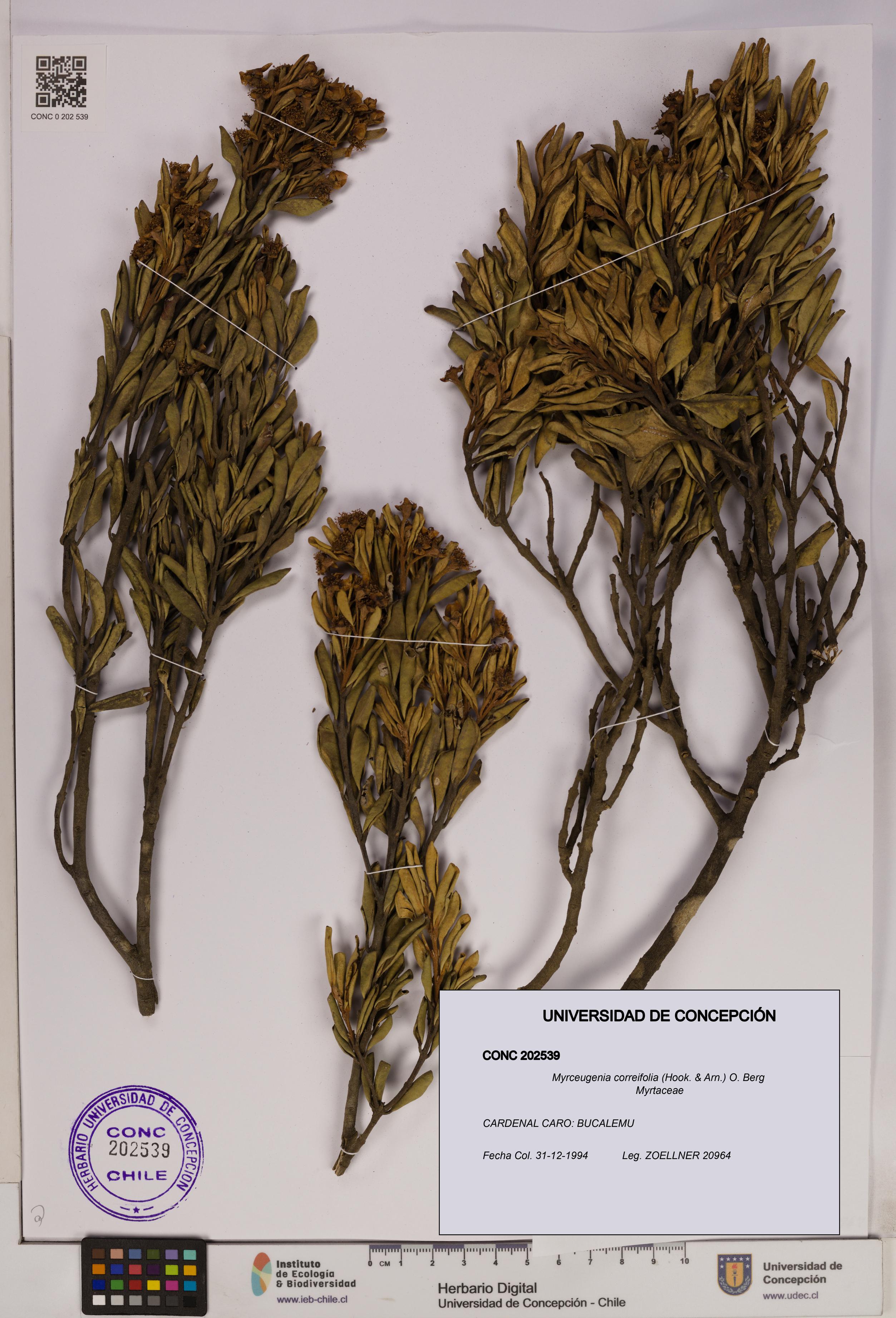 Myrceugenia correifolia [Espécimen: UDEC:CONC:0202539]