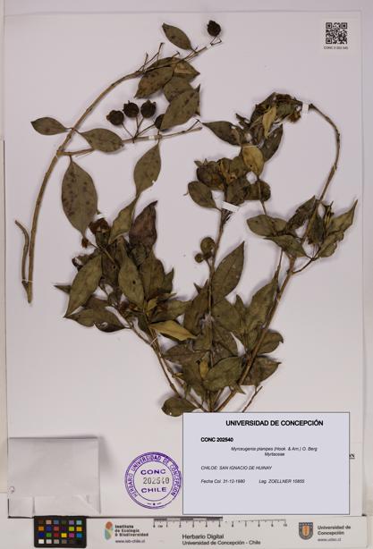 Myrceugenia planipes [Espécimen: UDEC:CONC:0202540]