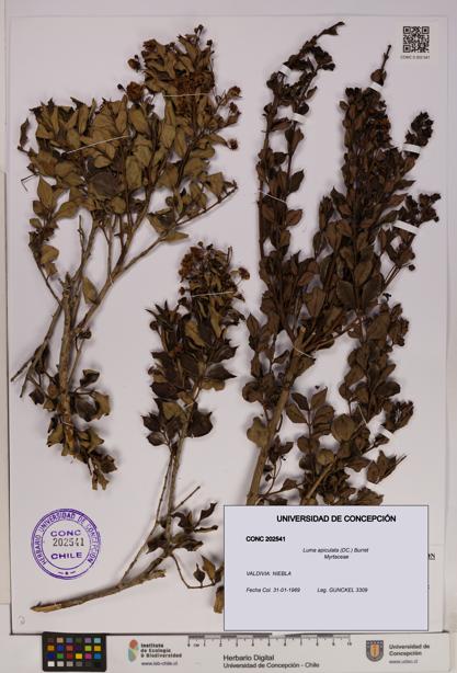 Luma apiculata [Espécimen: UDEC:CONC:0202541]