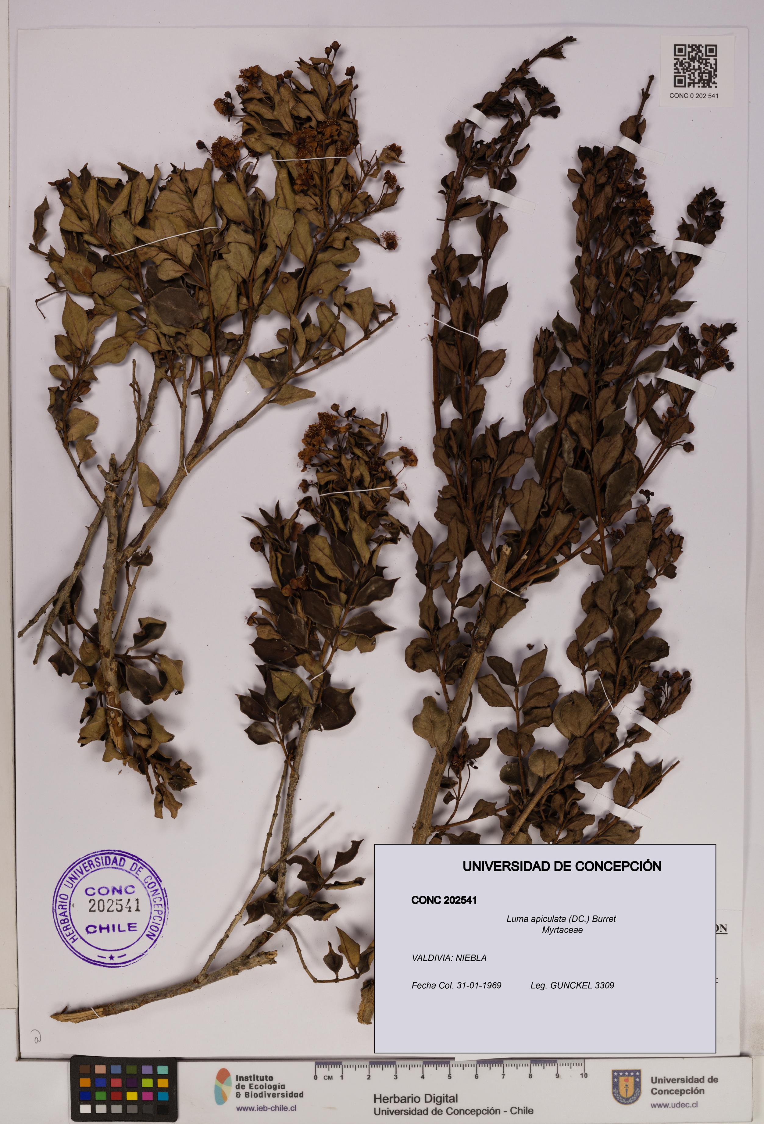 Luma apiculata [Espécimen: UDEC:CONC:0202541]