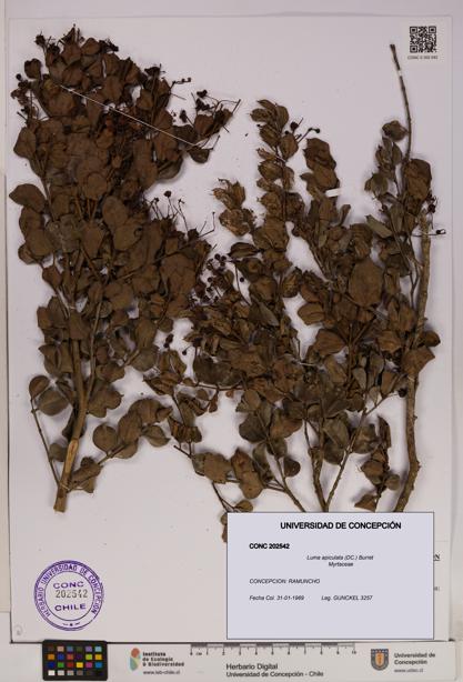 Luma apiculata [Espécimen: UDEC:CONC:0202542]