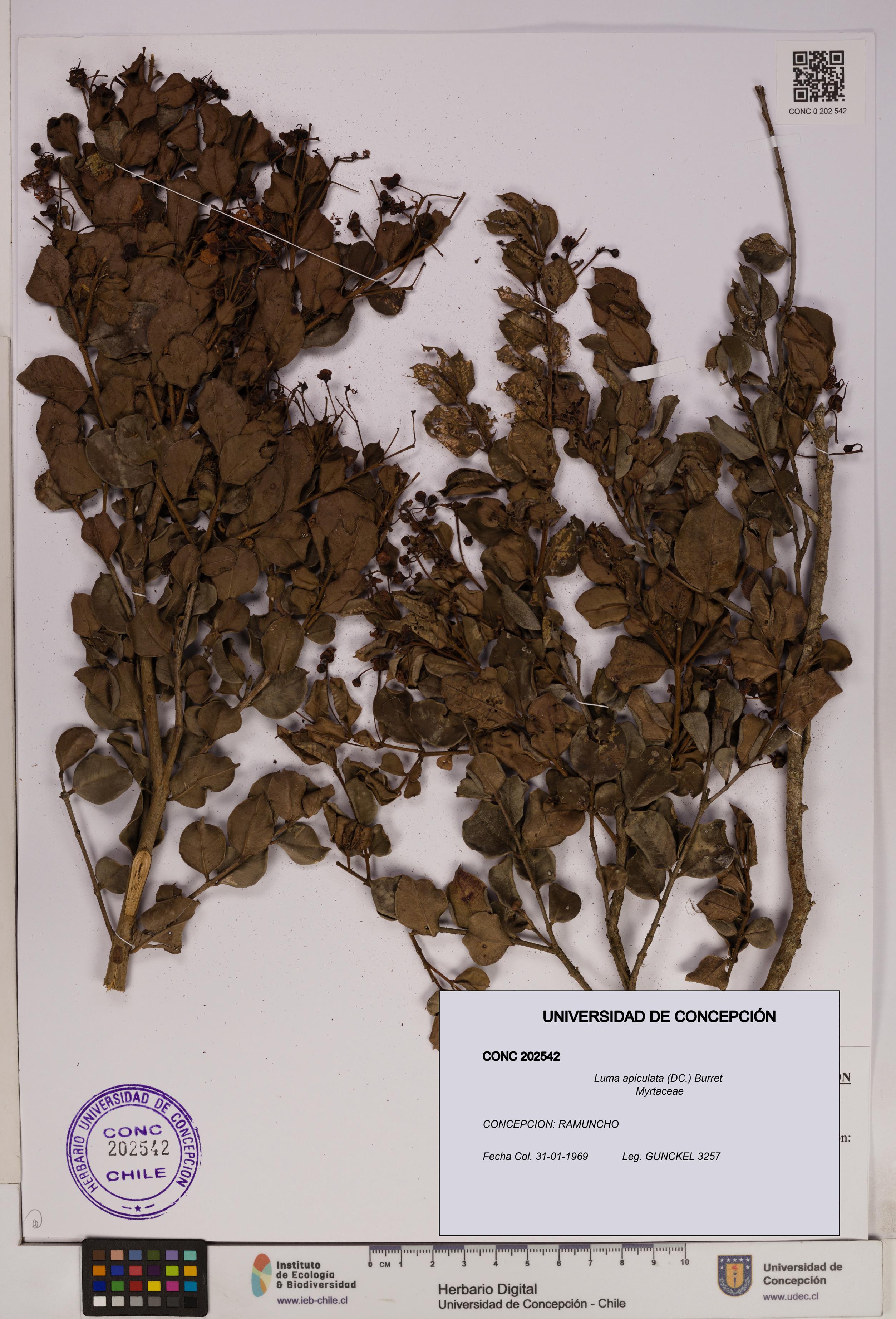 Luma apiculata [Espécimen: UDEC:CONC:0202542]