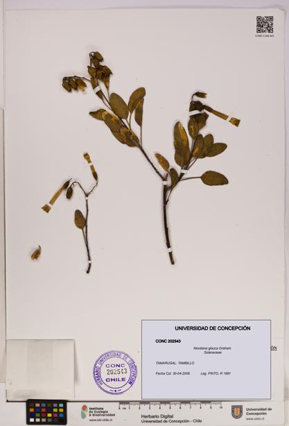Nicotiana glauca [Espécimen: UDEC:CONC:0202543]