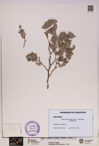 Tiquilia paronychioides [Espécimen: UDEC:CONC:0202544]