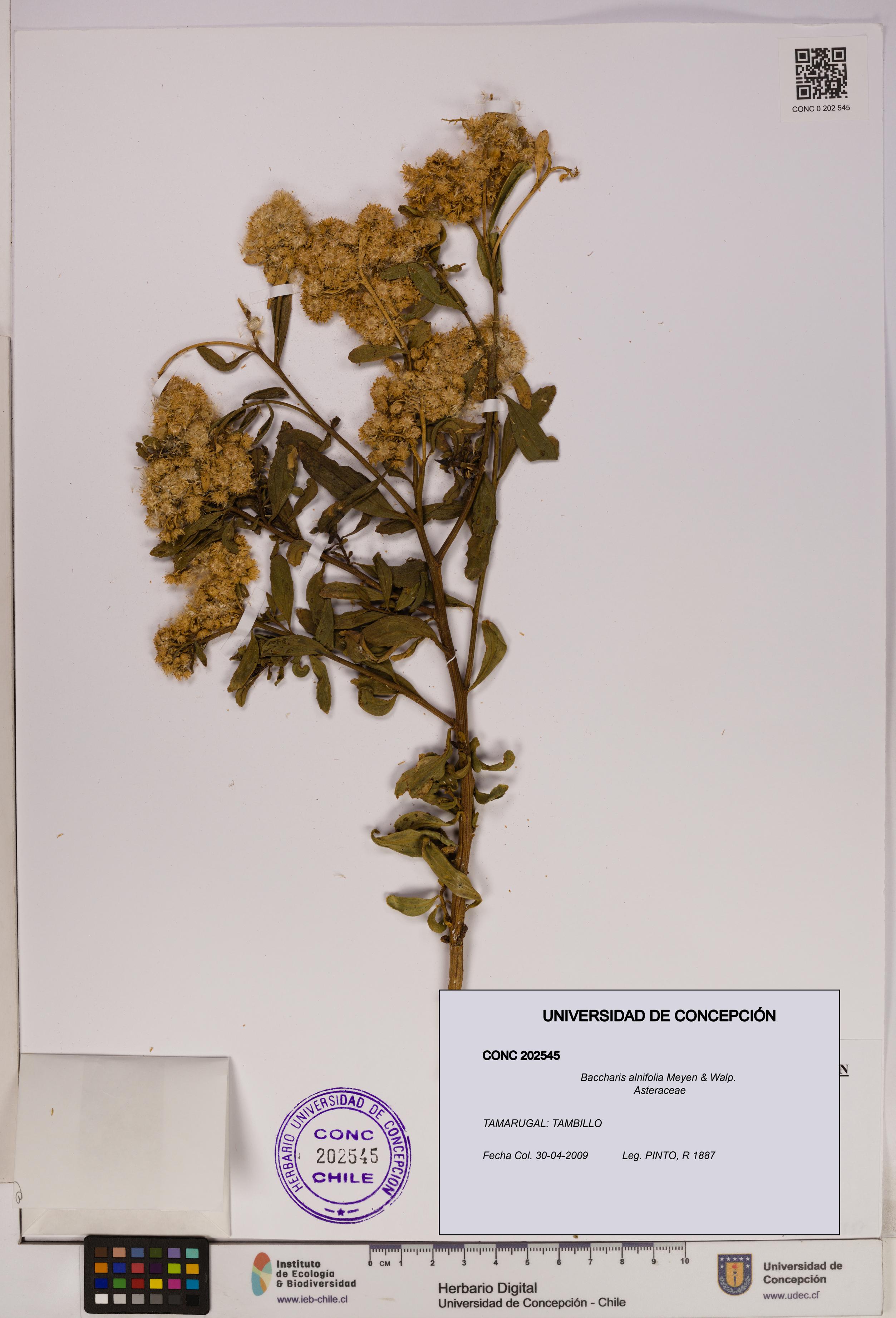 Baccharis alnifolia [Espécimen: UDEC:CONC:0202545]