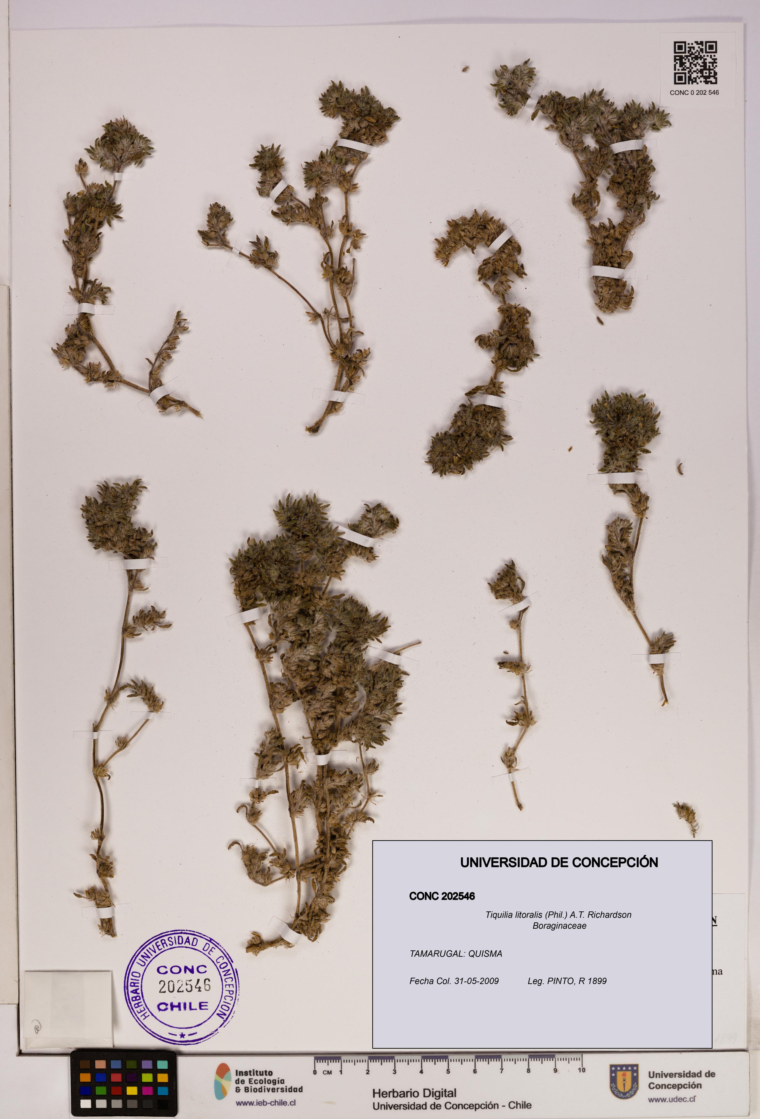 Tiquilia litoralis [Espécimen: UDEC:CONC:0202546]