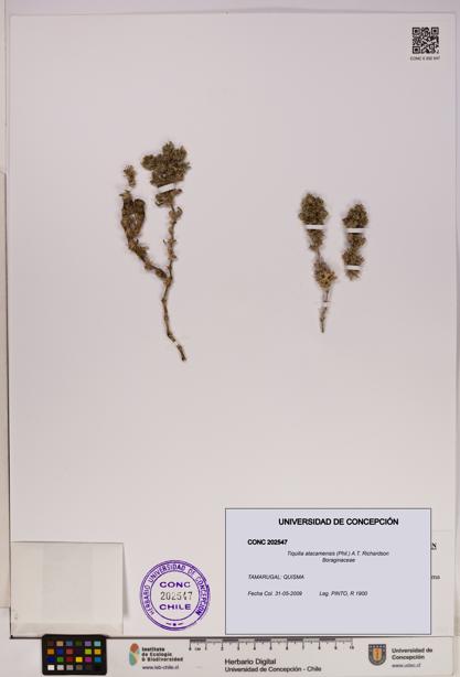 Tiquilia atacamensis [Espécimen: UDEC:CONC:0202547]