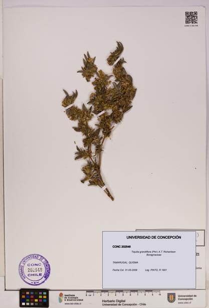 Tiquilia grandiflora [Espécimen: UDEC:CONC:0202548]