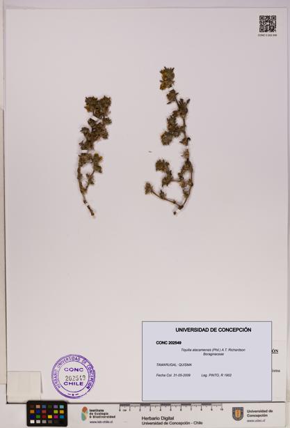 Tiquilia atacamensis [Espécimen: UDEC:CONC:0202549]