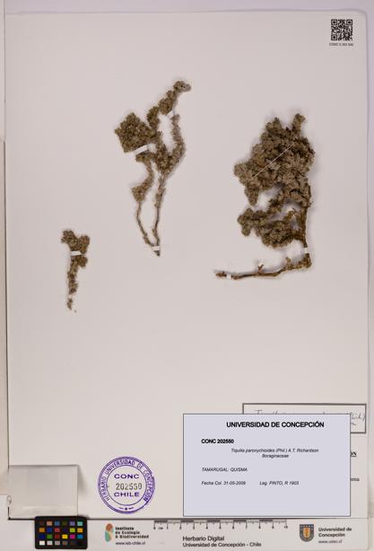 Tiquilia paronychioides [Espécimen: UDEC:CONC:0202550]