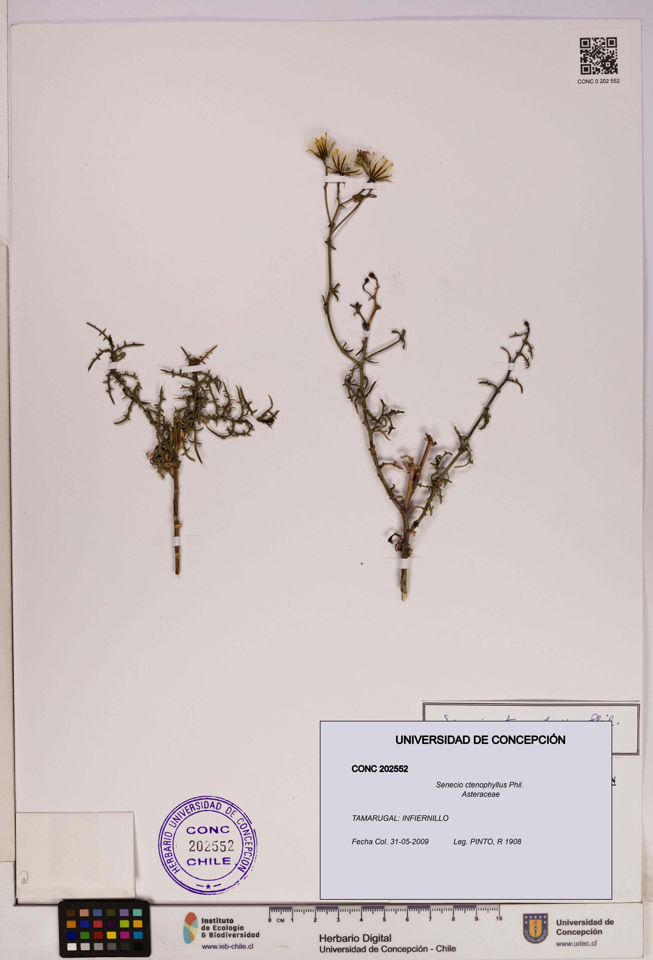Senecio ctenophyllus [Espécimen: UDEC:CONC:0202552]