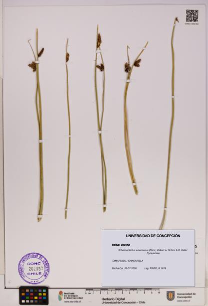 Schoenoplectus americanus [Espécimen: UDEC:CONC:0202553]