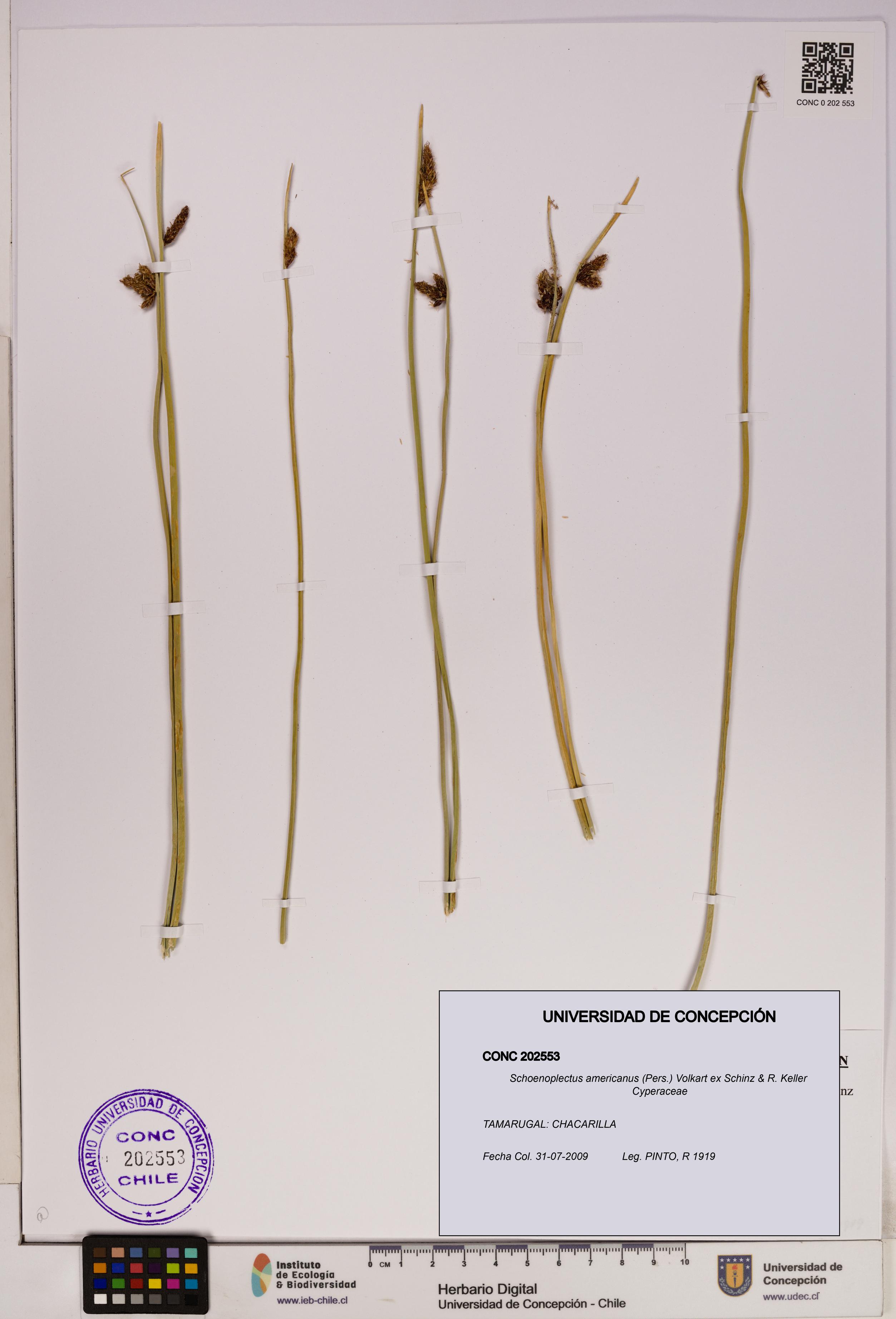 Schoenoplectus americanus [Espécimen: UDEC:CONC:0202553]