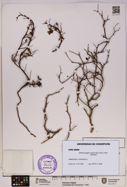 Hoffmannseggia viscosa [Espécimen: UDEC:CONC:0202554]