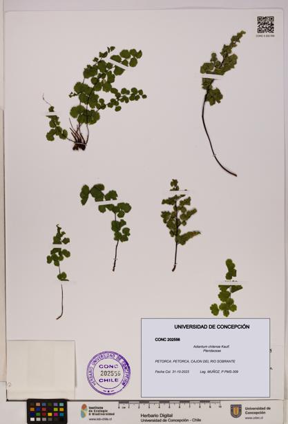Adiantum chilense [Espécimen: UDEC:CONC:0202556]