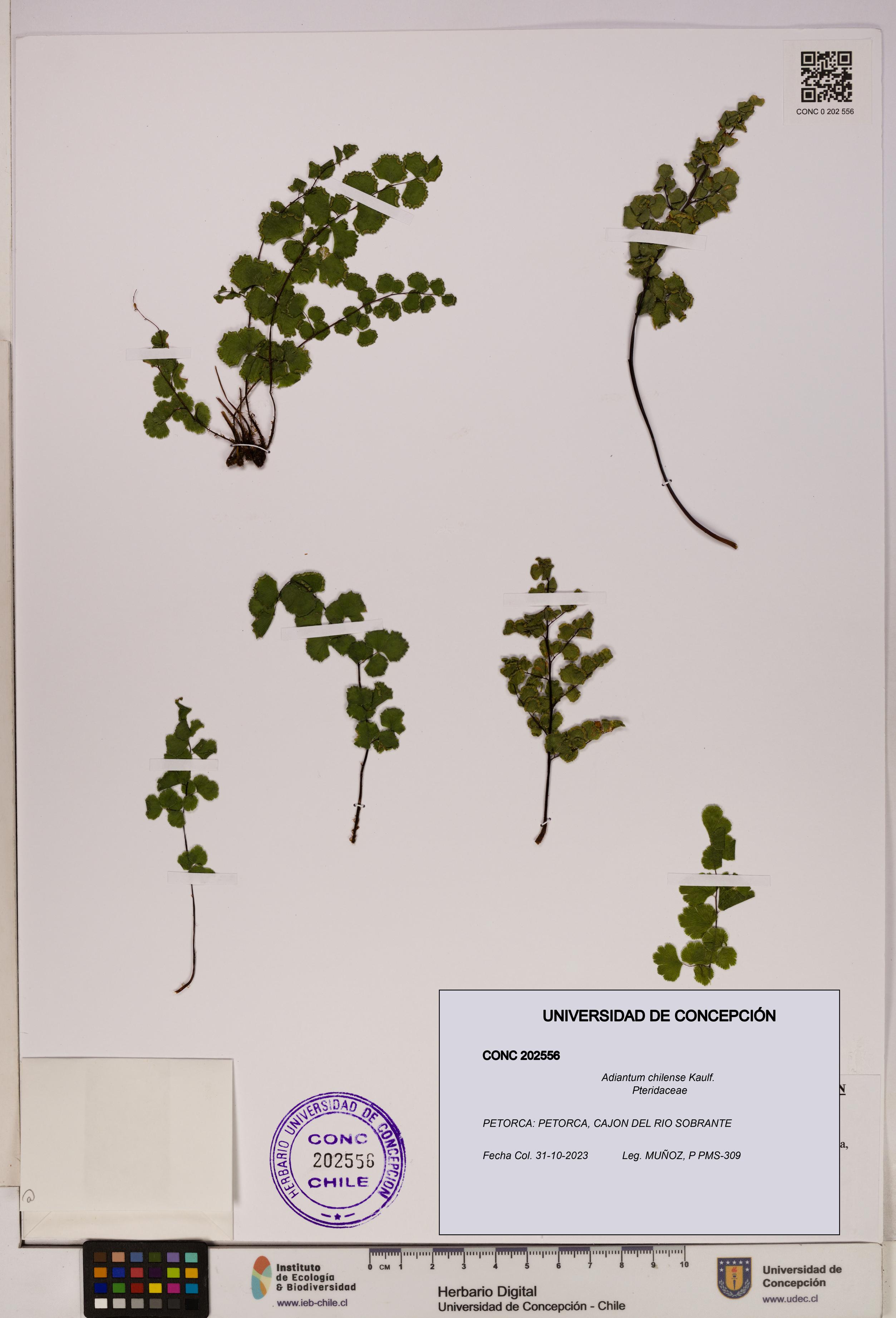 Adiantum chilense [Espécimen: UDEC:CONC:0202556]