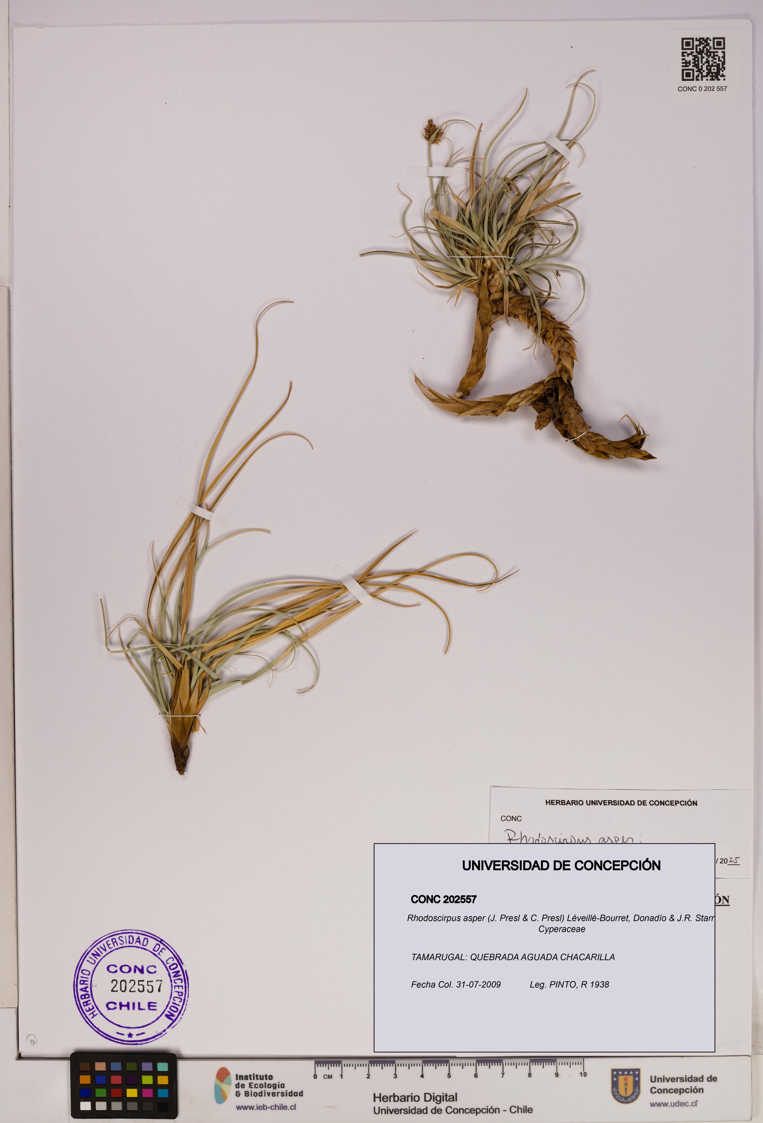 Rhodoscirpus asper [Espécimen: UDEC:CONC:0202557]