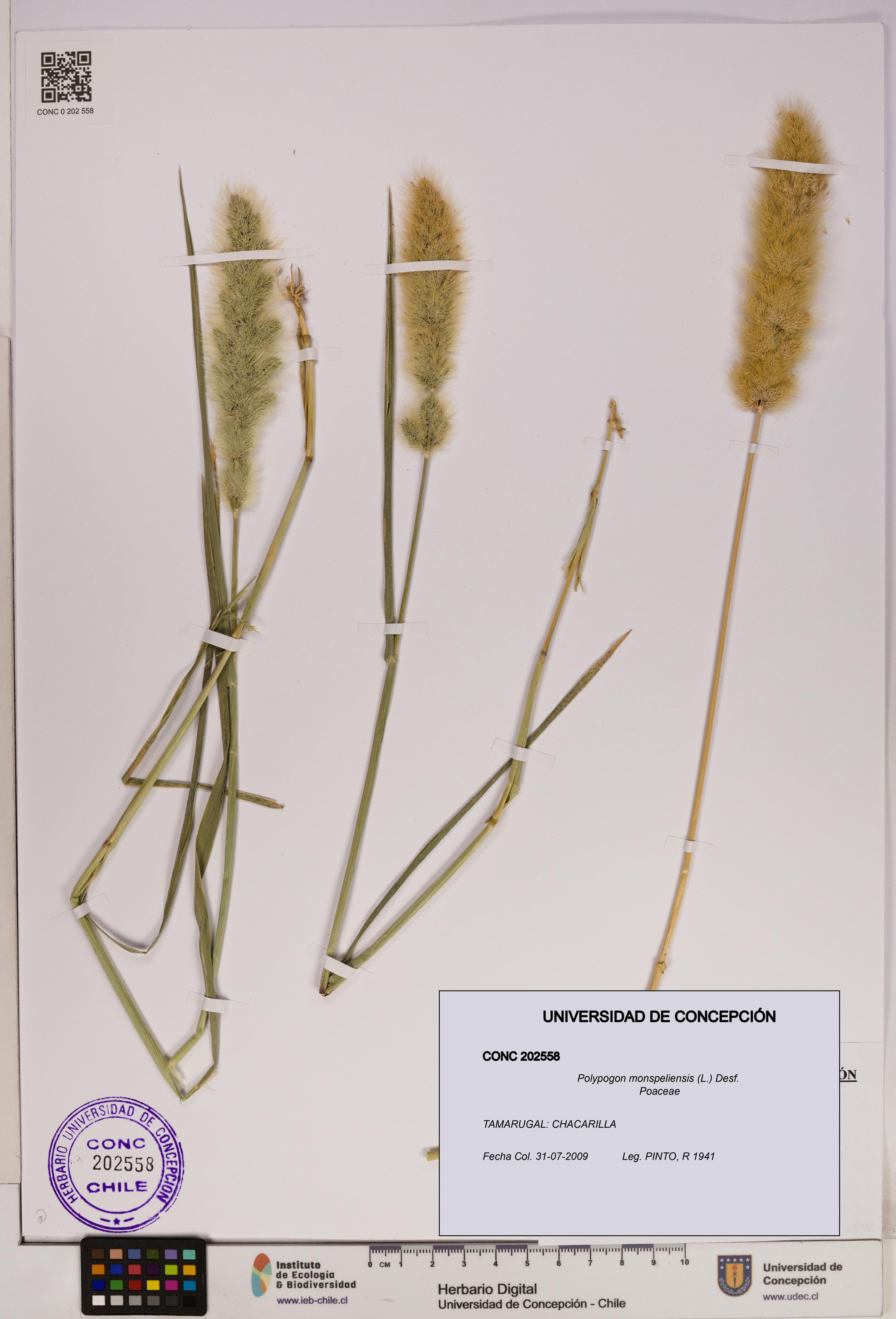 Polypogon monspeliensis [Espécimen: UDEC:CONC:0202558]