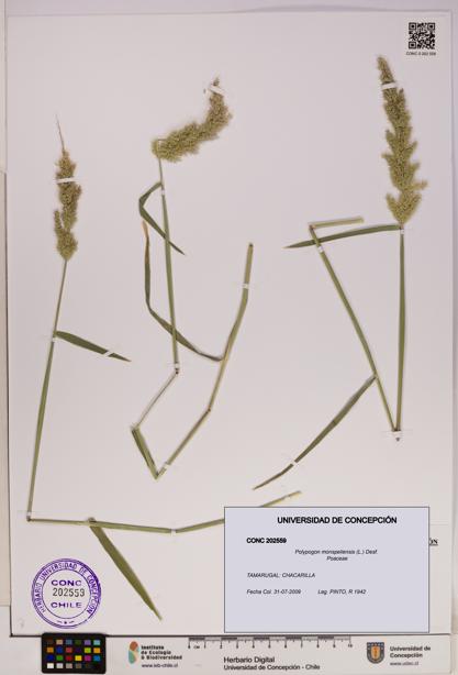 Polypogon monspeliensis [Espécimen: UDEC:CONC:0202559]