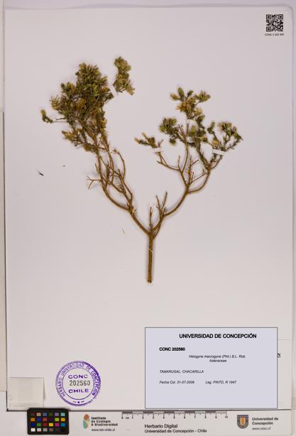 Helogyne macrogyne [Espécimen: UDEC:CONC:0202560]