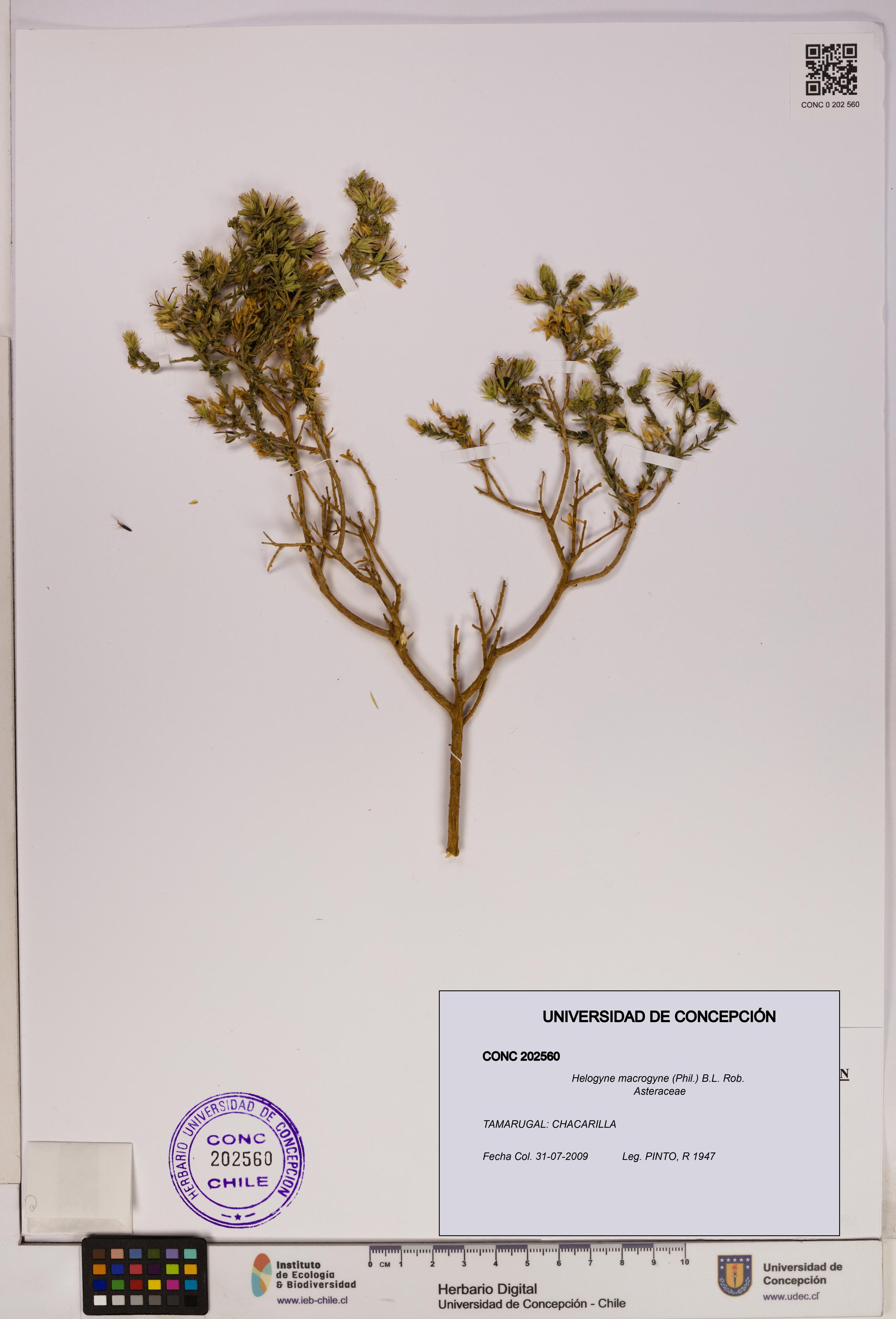 Helogyne macrogyne [Espécimen: UDEC:CONC:0202560]