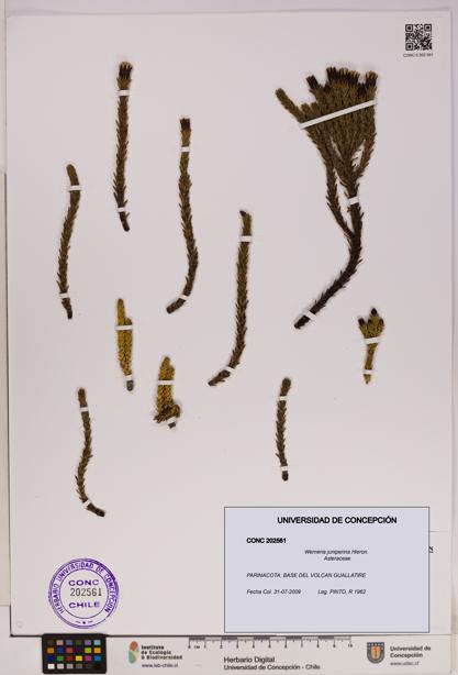Werneria juniperina [Espécimen: UDEC:CONC:0202561]