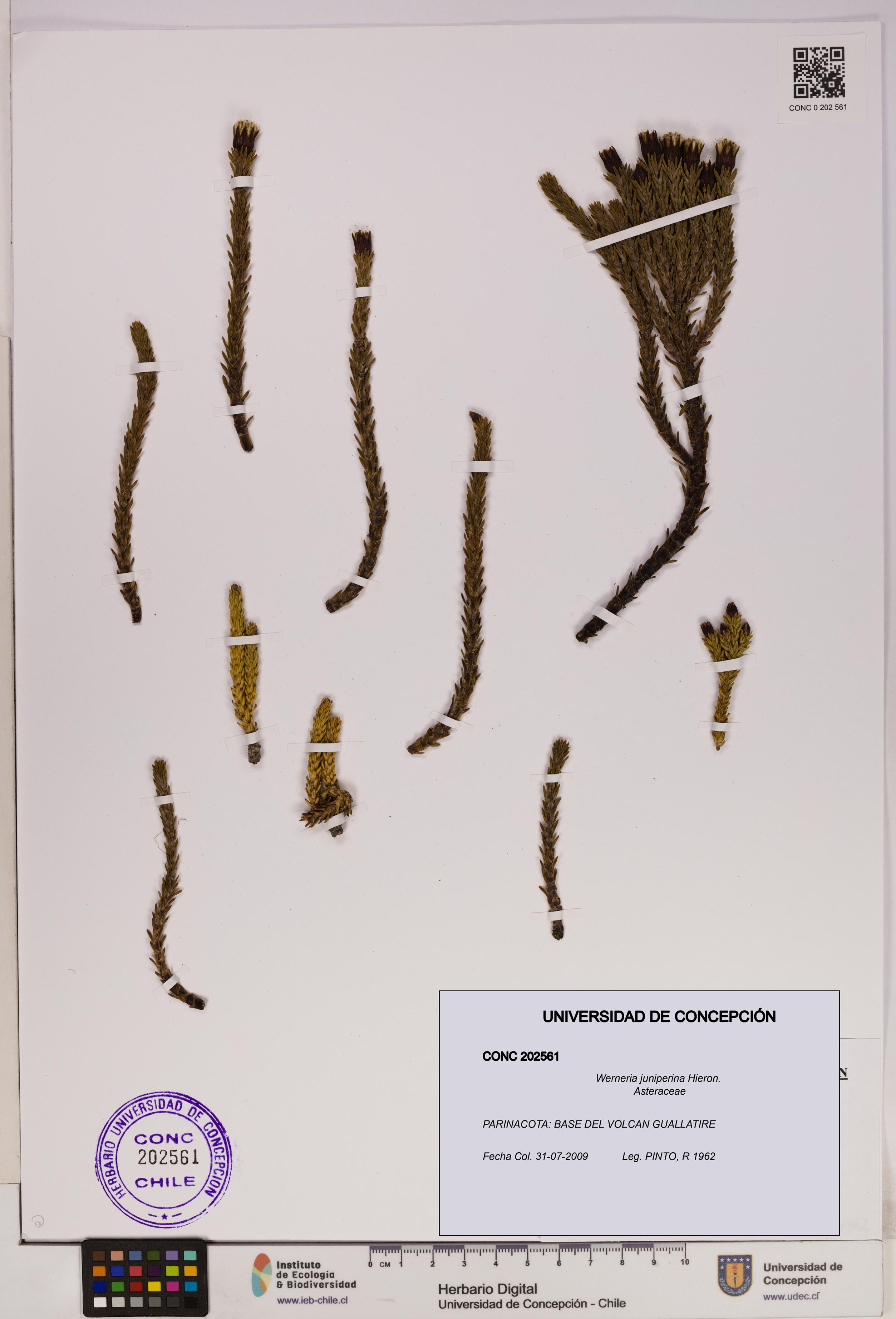 Werneria juniperina [Espécimen: UDEC:CONC:0202561]