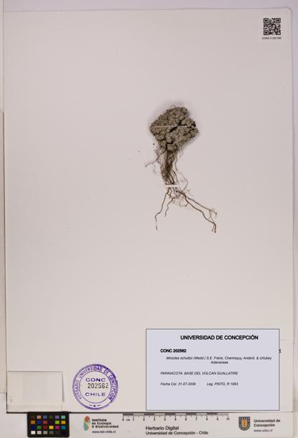 Mniodes schultzii [Espécimen: UDEC:CONC:0202562]