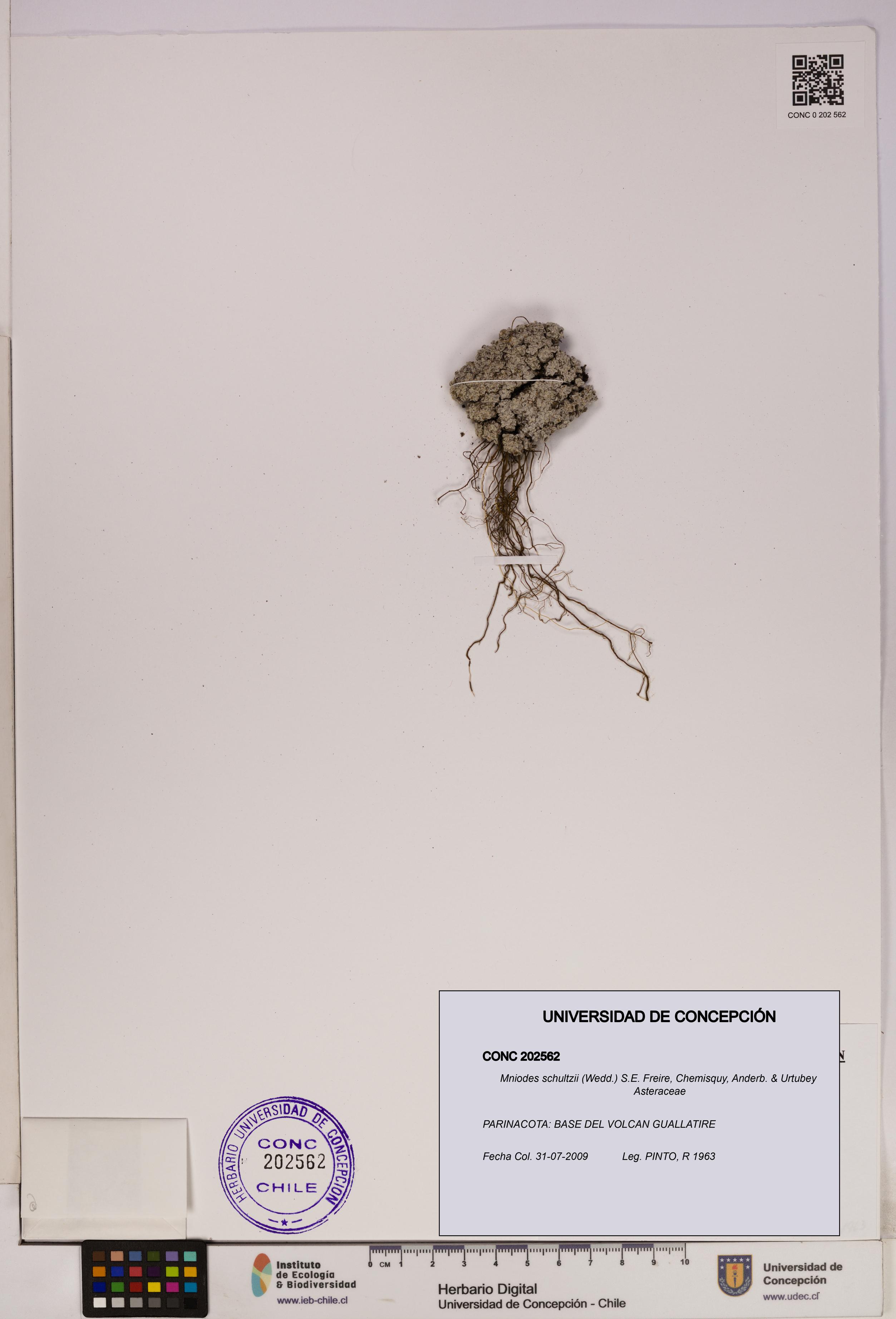 Mniodes schultzii [Espécimen: UDEC:CONC:0202562]