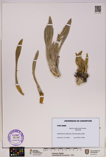 Senecio nivalis [Espécimen: UDEC:CONC:0202563]