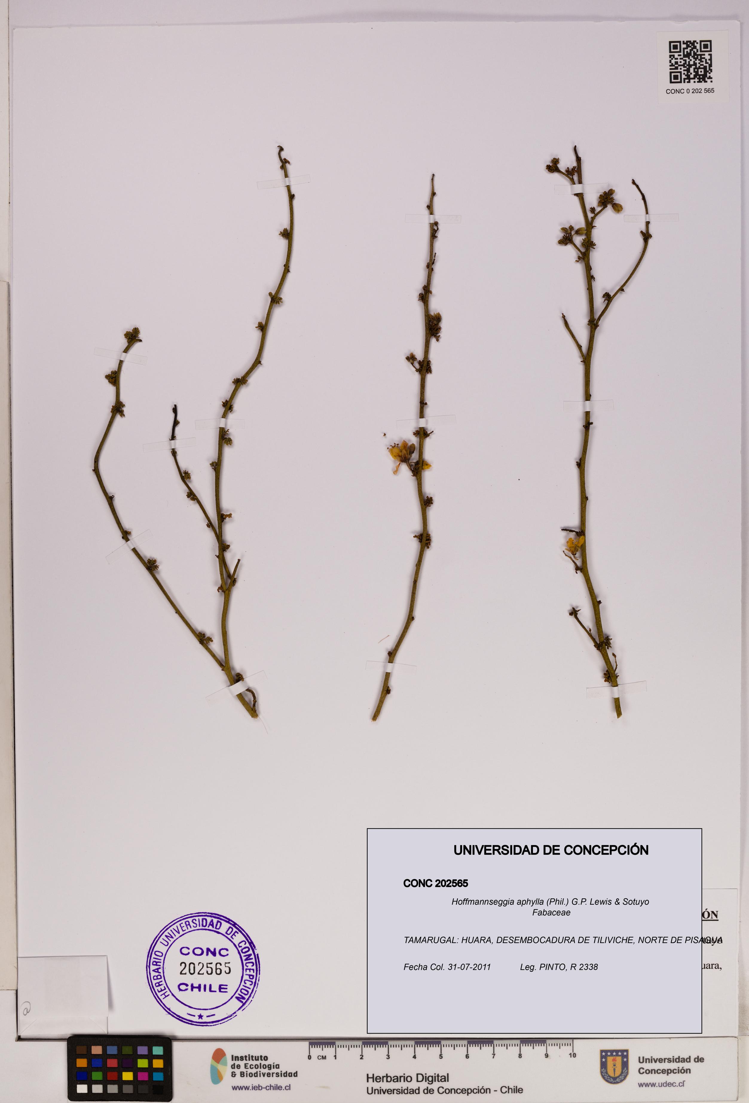 Hoffmannseggia aphylla [Espécimen: UDEC:CONC:0202565]