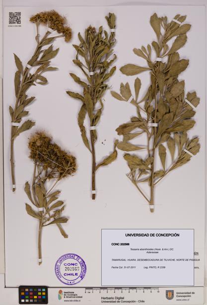 Tessaria absinthioides [Espécimen: UDEC:CONC:0202566]