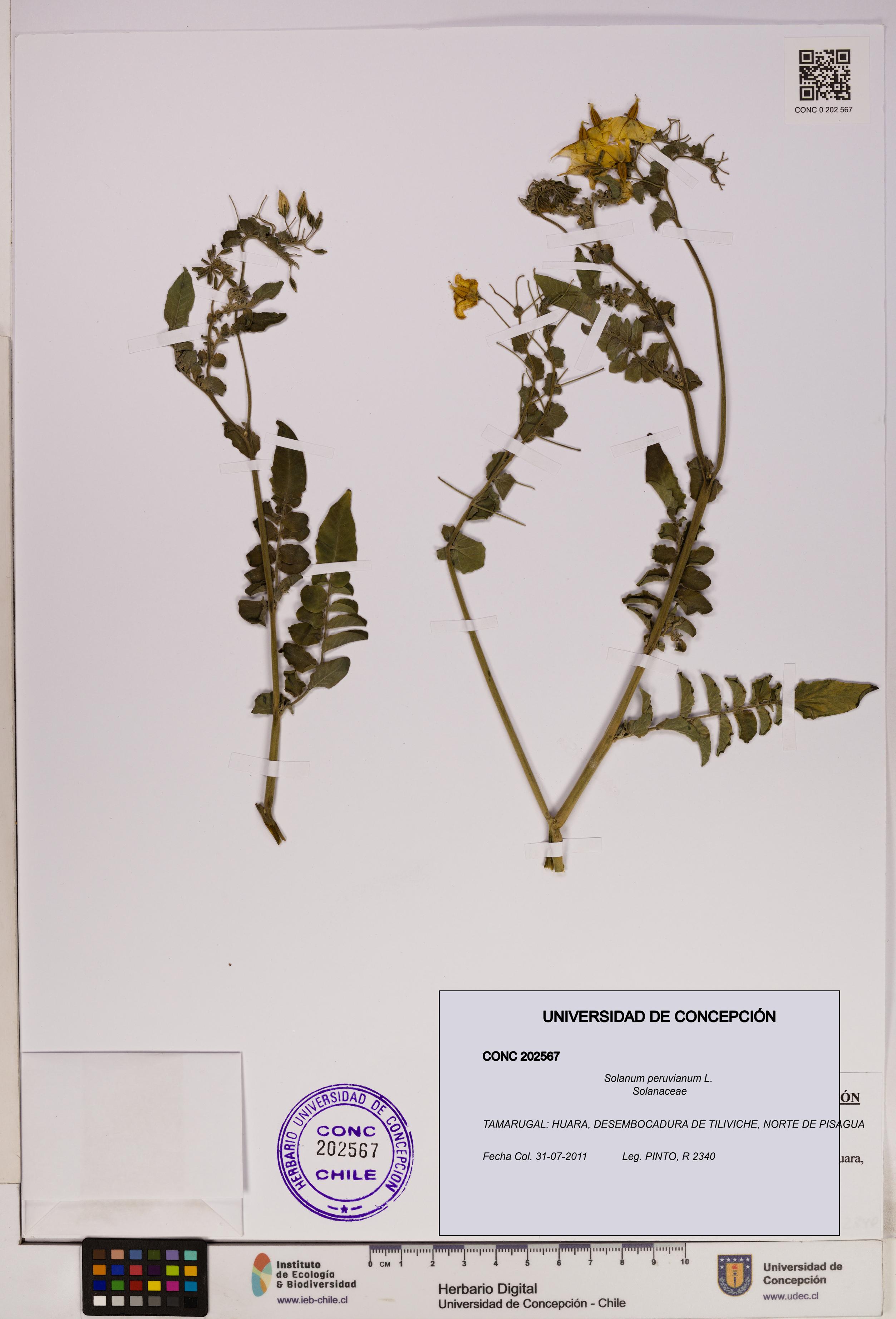 Solanum peruvianum [Espécimen: UDEC:CONC:0202567]
