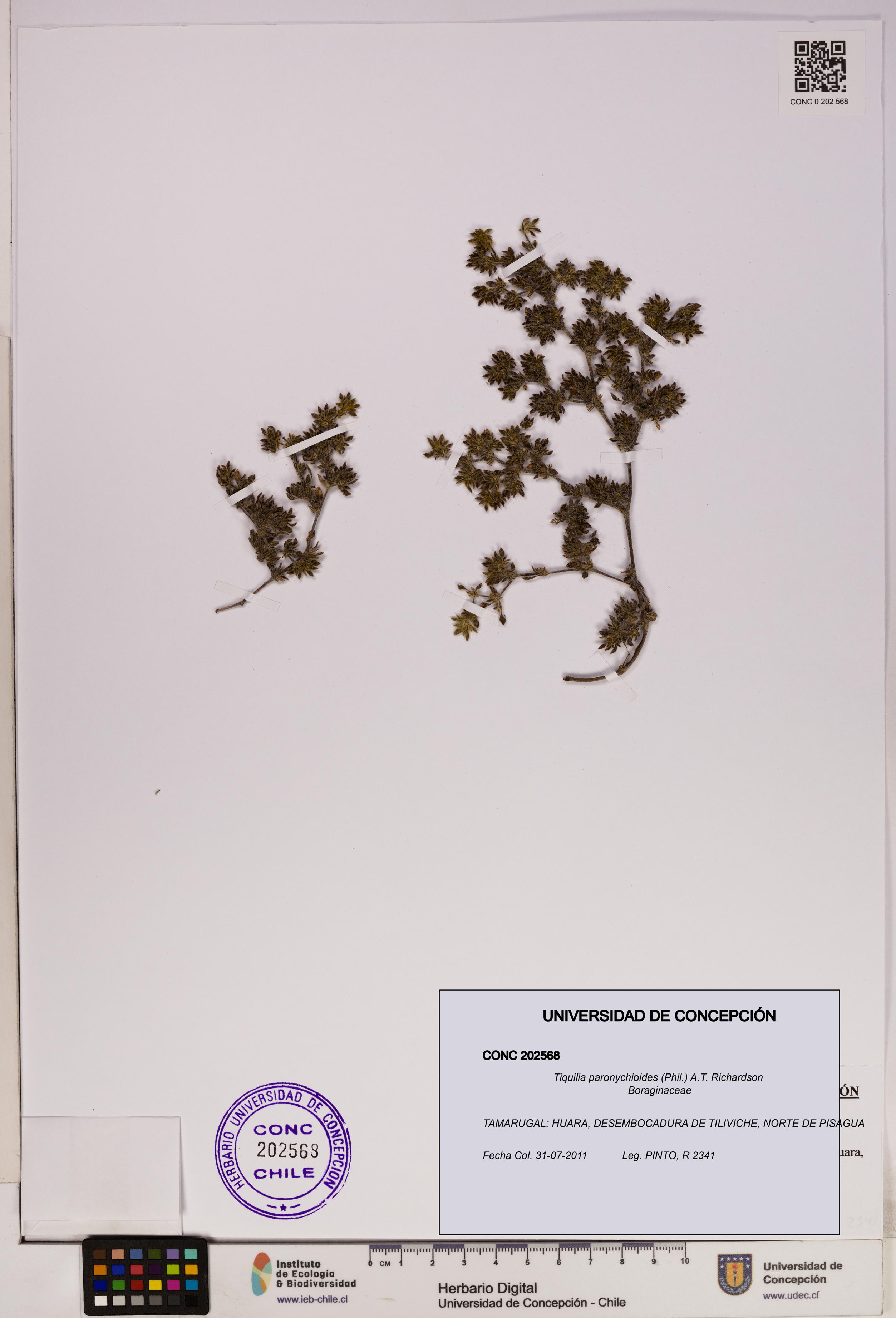 Tiquilia paronychioides [Espécimen: UDEC:CONC:0202568]