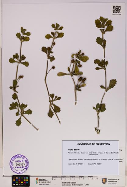 Phyla nodiflora var. minor [Espécimen: UDEC:CONC:0202569]
