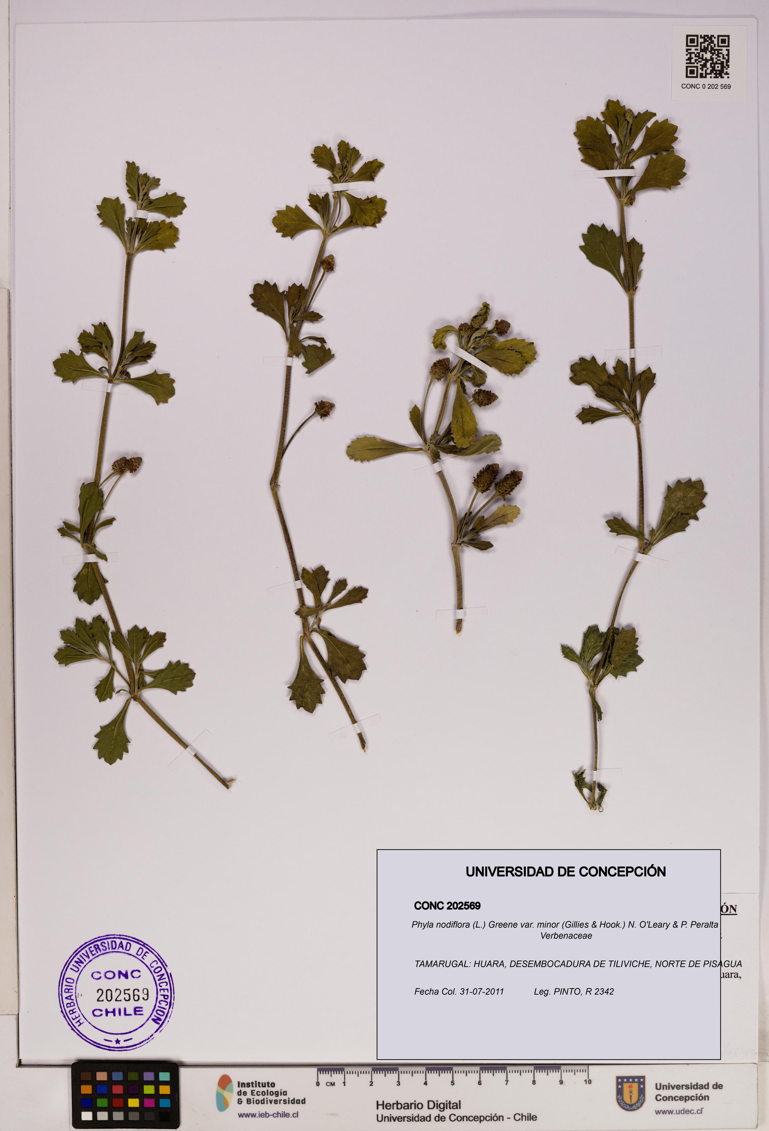 Phyla nodiflora var. minor [Espécimen: UDEC:CONC:0202569]